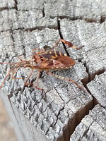Punaise americaine - Leptoglossus occidentalis (ph. Mrugala F., Ardeche, 08-2020)(2)